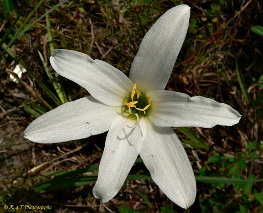 {Zephyranthes simpsonii}